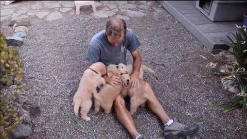 Golden Retriever Puppys Attack