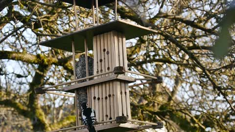 Birds Feeding Woodpecker Great Spotted Woodpecker