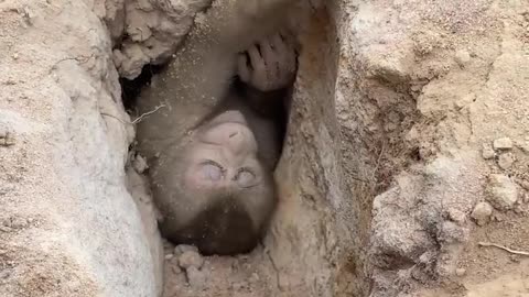 Little Monkey is Dragged in to a Pit by a Snake| میمون را مار داخل سوراخ برده