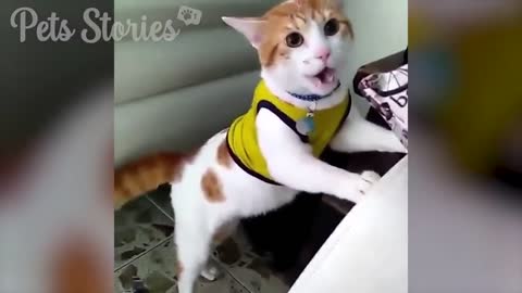 Pets That Will Make You Laugh - Funniest Cats And Dogs🤣😻 Pets Stories