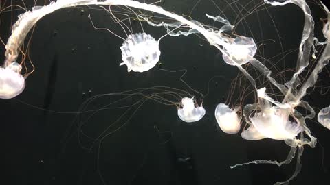 Weird animals light in the ocean