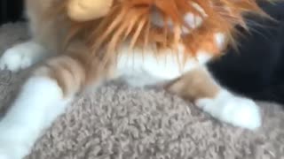 Cat wearing lion costume freaking out