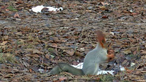 nut squirrel