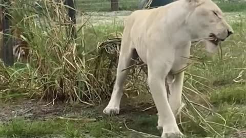 Is the lion really hungry? It's eating grass？