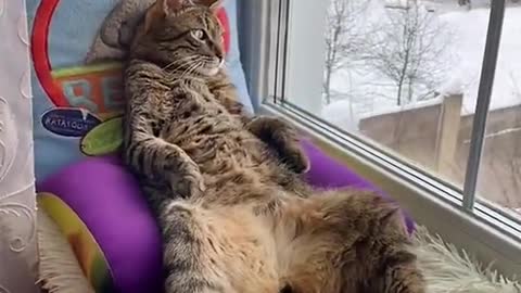 cat relaxing