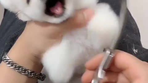 Cute and Funny Dog Video. Must Watch