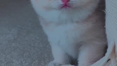 Baby cat meowing 😻