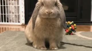 Rabbit scratches itself then looks at the camera chewing