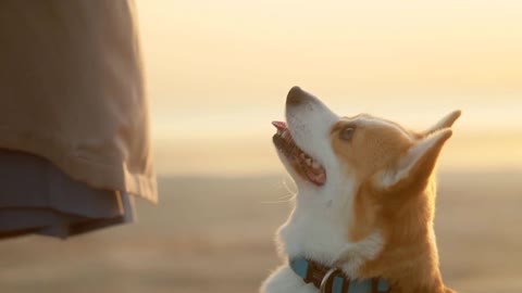 Dog corgi look up at owner during outdoor walk Spbi