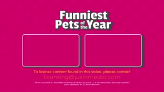Funniest pet videos MUST WATCH(very funny)