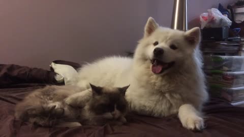 Miouk the samoyed greets her new ragdoll brother Dolce on his first night home