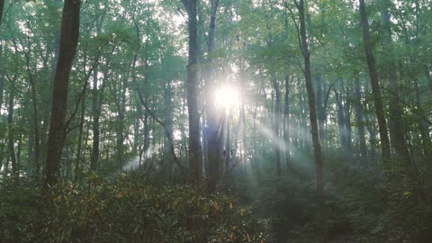 Sun Shining Rays Of Light Through The Trees In The Forest