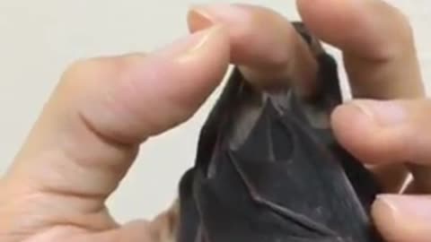 Bat Hangs From Hand, Yawns, And Grooms Itself All In Under A Minute