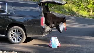 Bear Grabs the Graham Crackers