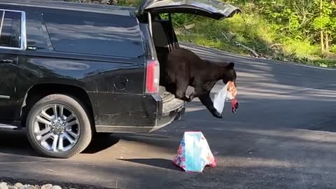 Bear Grabs the Graham Crackers