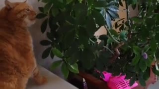 FunnyCatsToday，Funny Cat You Might Never See Before, part79