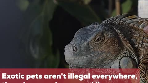 10 Exotic Pets and Where They Are Legal to Own