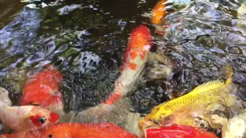 Colorful koi carp in Japan