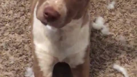 Brown dog eating cotton from stuffed animal