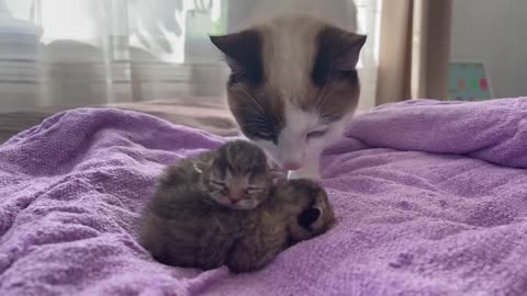 Cat Meets Newborn Baby Kittens for the First Time!