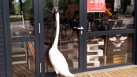 Swan wants to go shopping and takes revenge because the door is closed