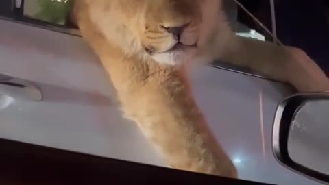 A Majestic Encounter: The Lion in the Backseat of a Car