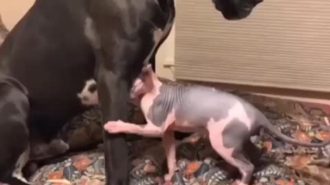 Cat and great dane spending their quality time together