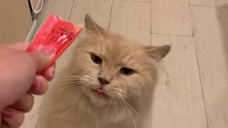 This Persian cat loves Japanese cat food so much!