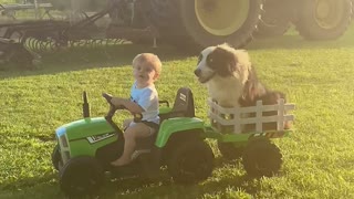 Boy Takes Border Collie on Tractor Ride