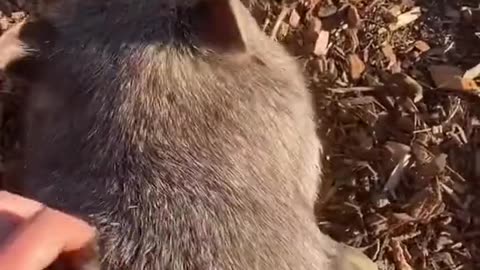 Wombats can live in a house without any problems and can be trained.