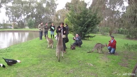 Funny Different Animals Chasing and Scaring People