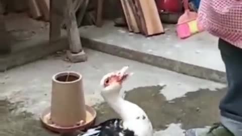 Mother Duck Funny moment🦆