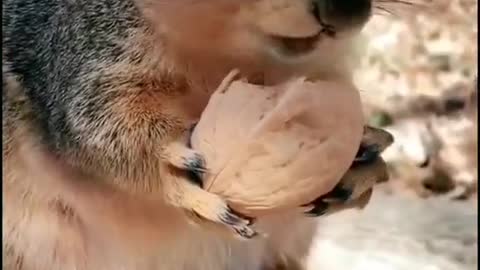 Look how this squirrel eats nuts