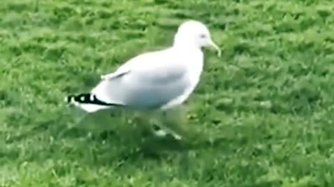 The little bird is dancing to the music | Funny and funny animals