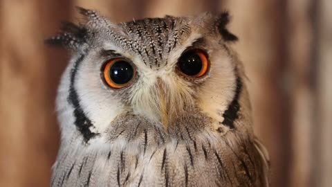 The gaze of an owl goes deep into the soul
