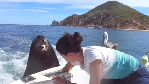 feeding the sea lion
