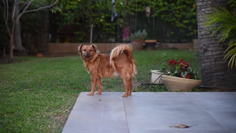 Brown dog pet tree nature