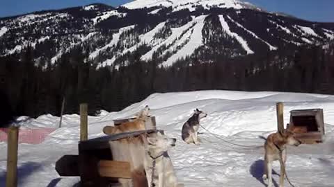 The Sound of Howling Sled Dogs