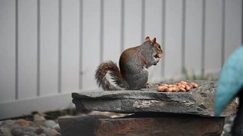 Cute Squirrel Eating Nuts