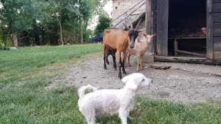 Bichon frise vs goats