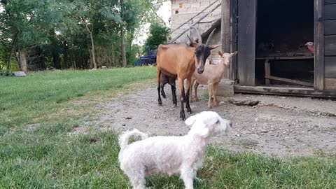 Bichon frise vs goats