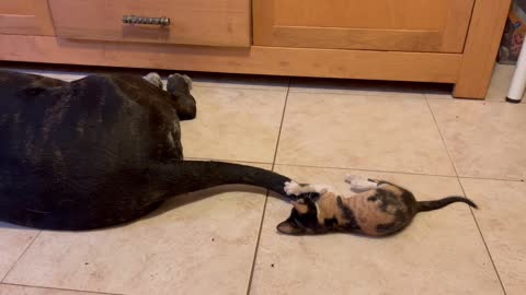 Kitten Plays With Dog's Wagging Tail