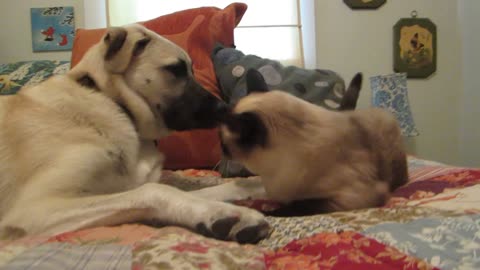 Clash between cat and dog, who win?