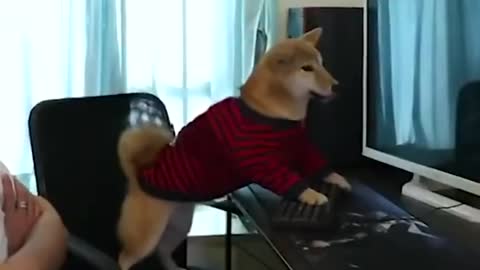 Don't stop a smartest dog playing video games