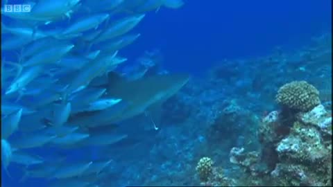 What Makes Sharks Smart? | Swimming with Roboshark | BBC Earth