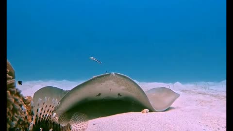 Whip Tailed Stingray getting cleaned