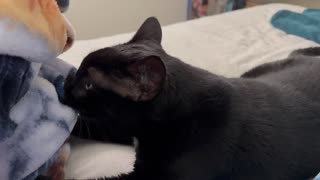 Adopting a Cat from a Shelter Vlog - Cute Precious Piper Relaxes by Becoming a Kitten Again