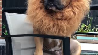 Dog unleashes epic lion's mane for Halloween