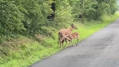 Momma Deer Feeding Two Babies on the Side of the Road