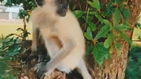 CUTE MONKEY MAKES LOVE WITH CUTE GIRL